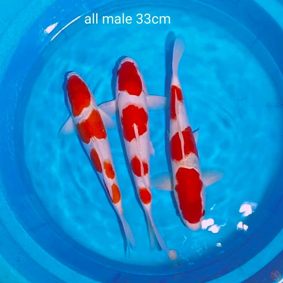 super kohalu male 33cm