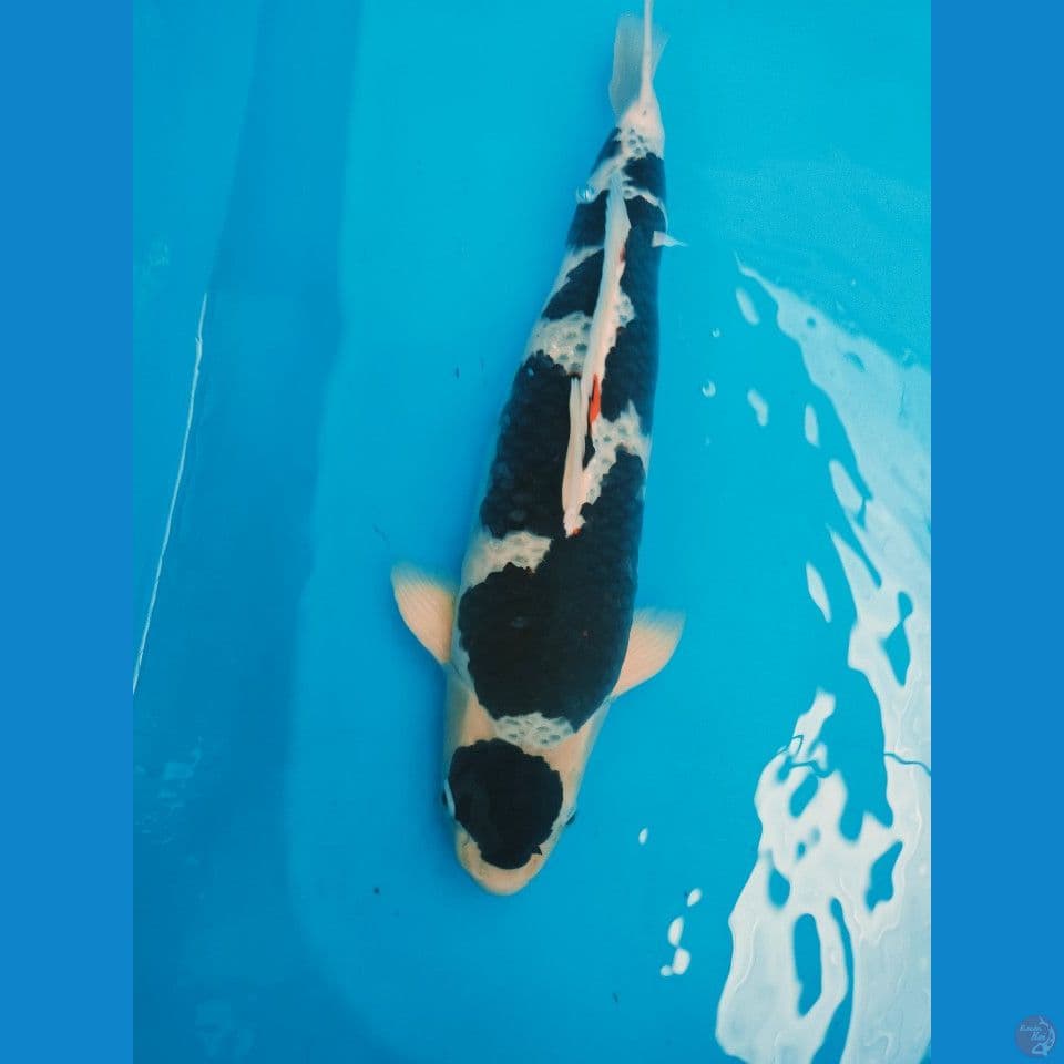 Bodo Goromo 55Cm Jantan
