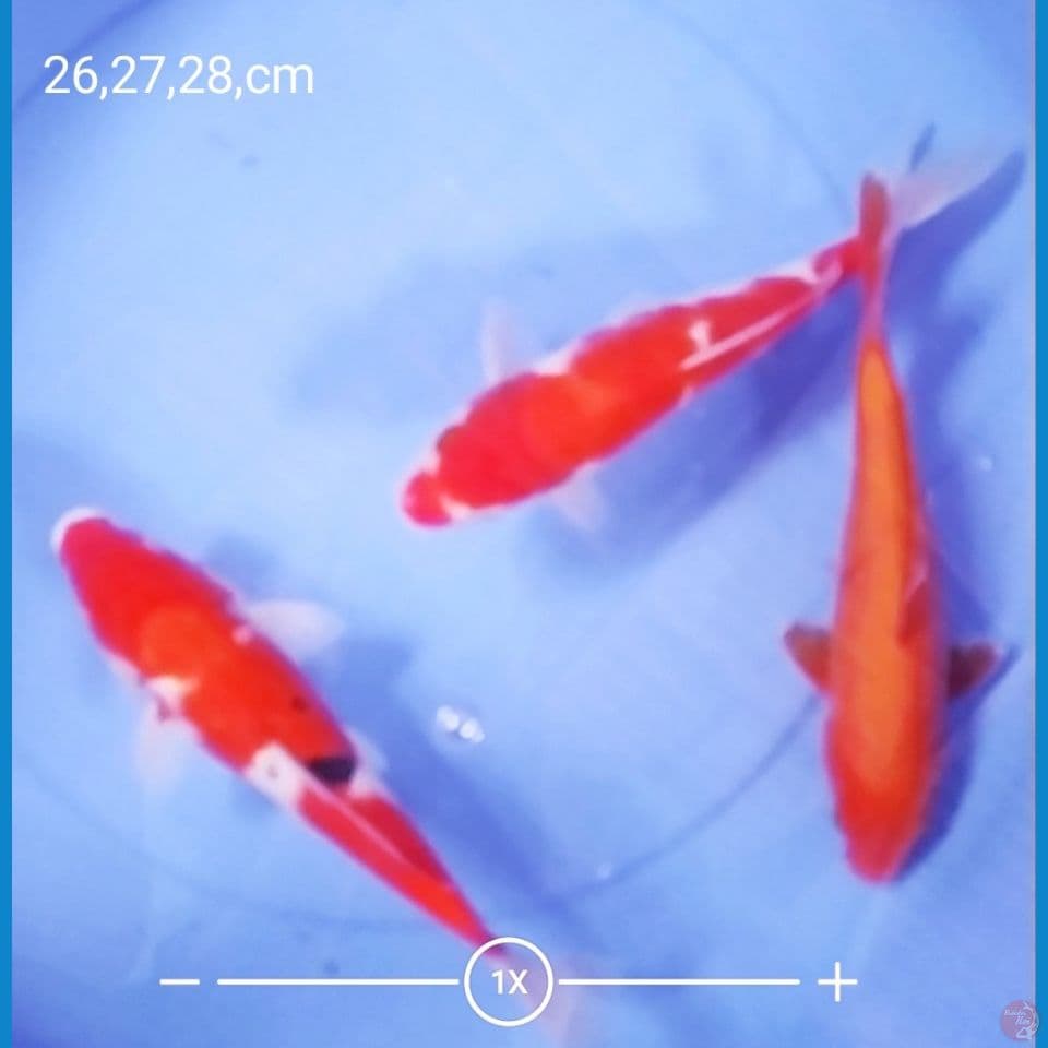 mix koi
