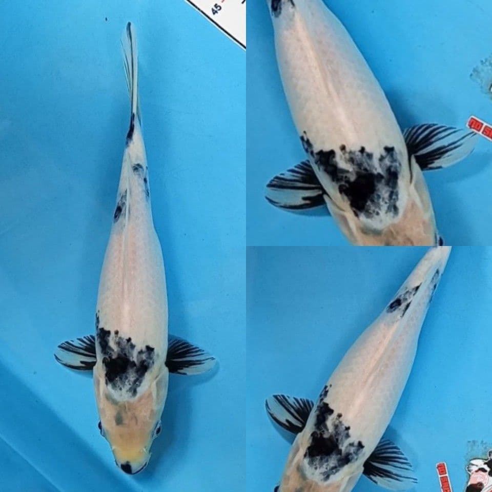 Shiro Utsuri 25 cm