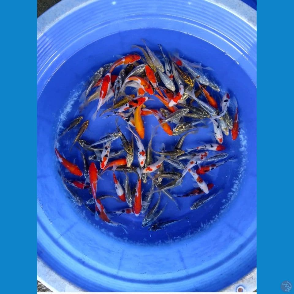 100 ekor kumpay mix