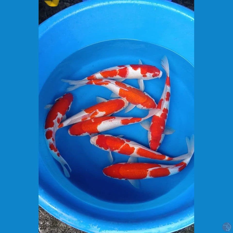 paket 8 ekor 37-42cm