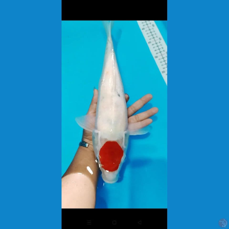 tancho 40 cm