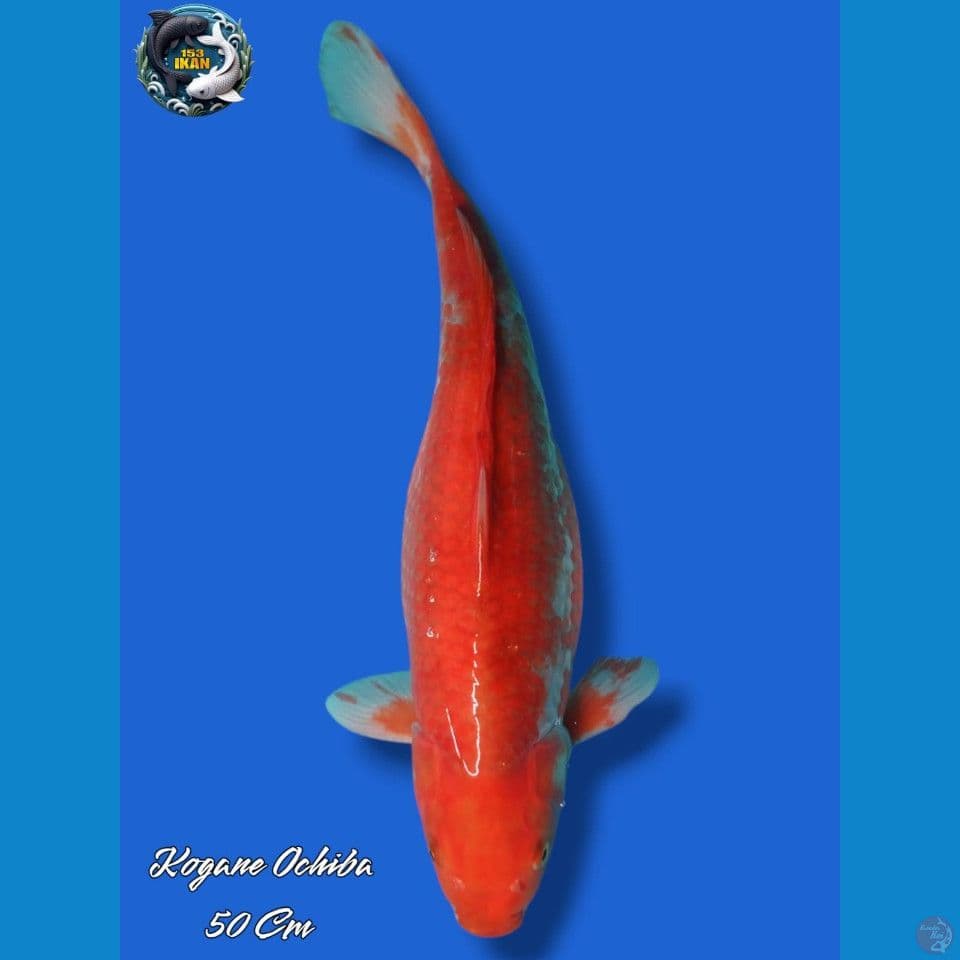 Kogane Ocihba