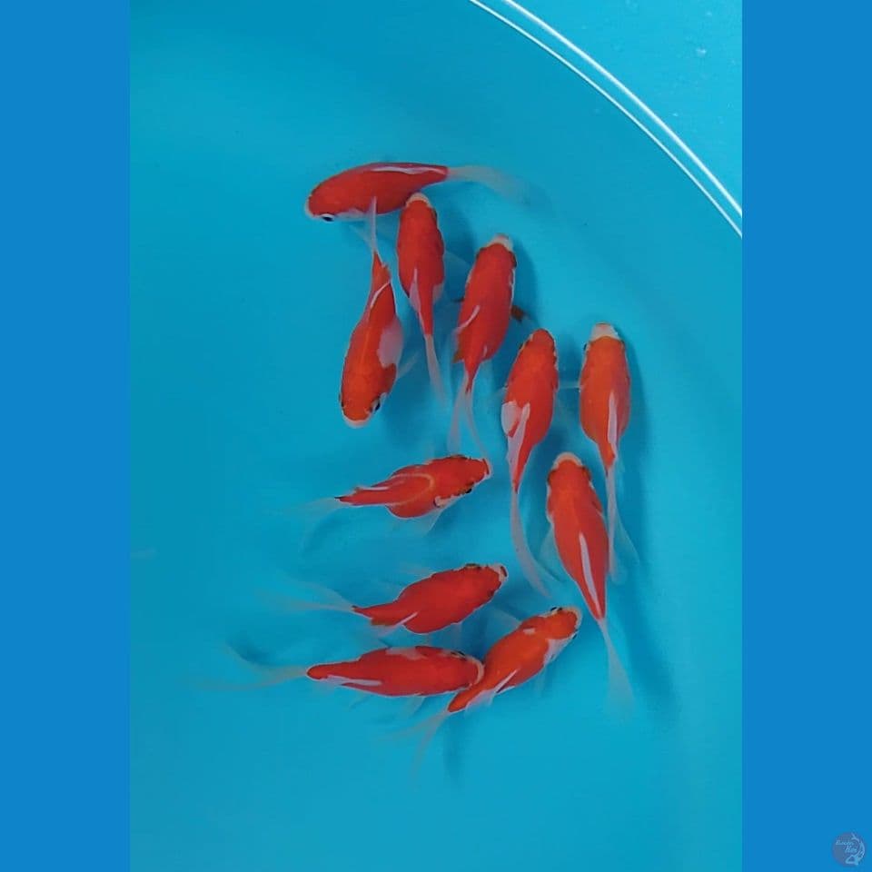 tamasaba longtail 9 10cm