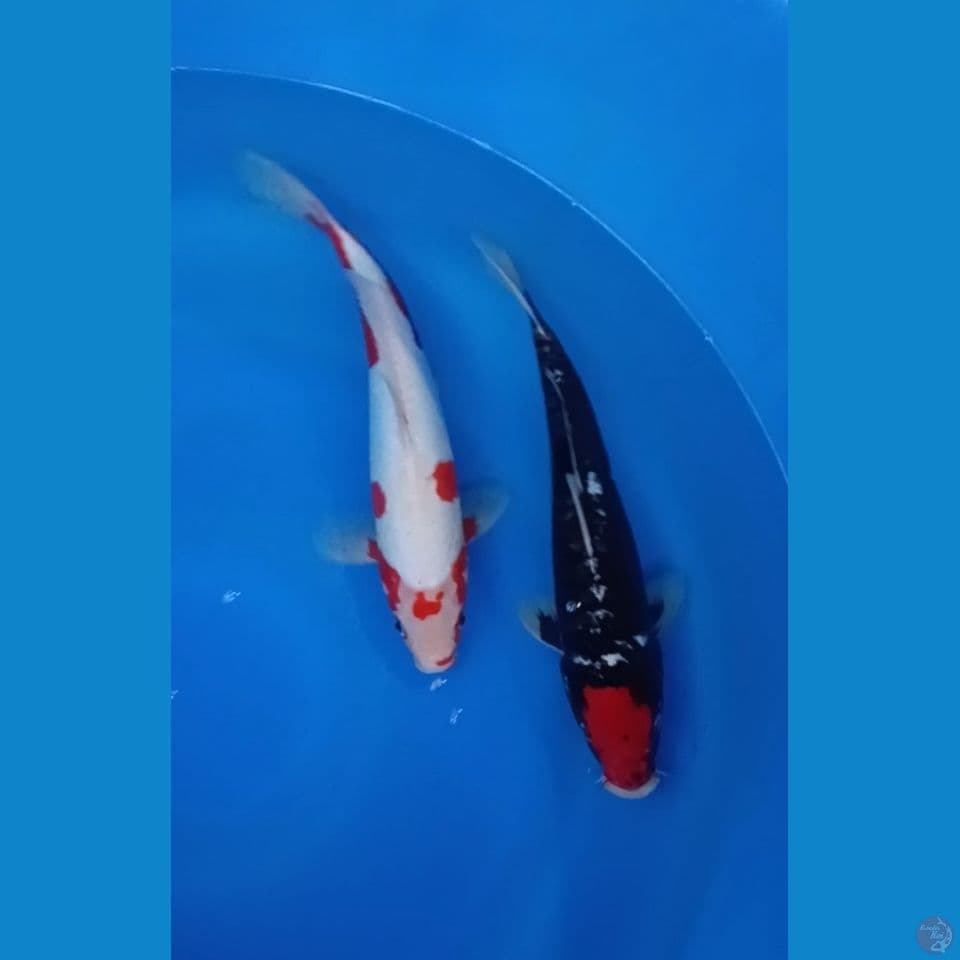 2 ekor 32cm