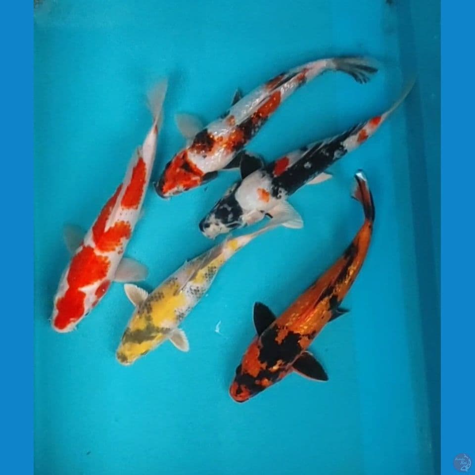 mix koi 20-25cm 5ekor