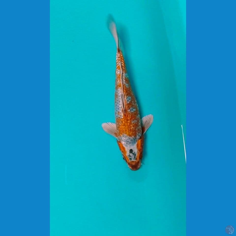 antik male 26cm