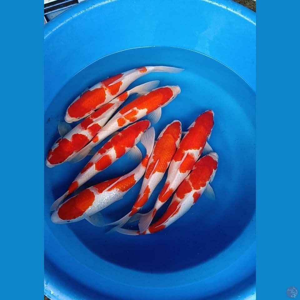 kohaku 8 ek 38-40cm