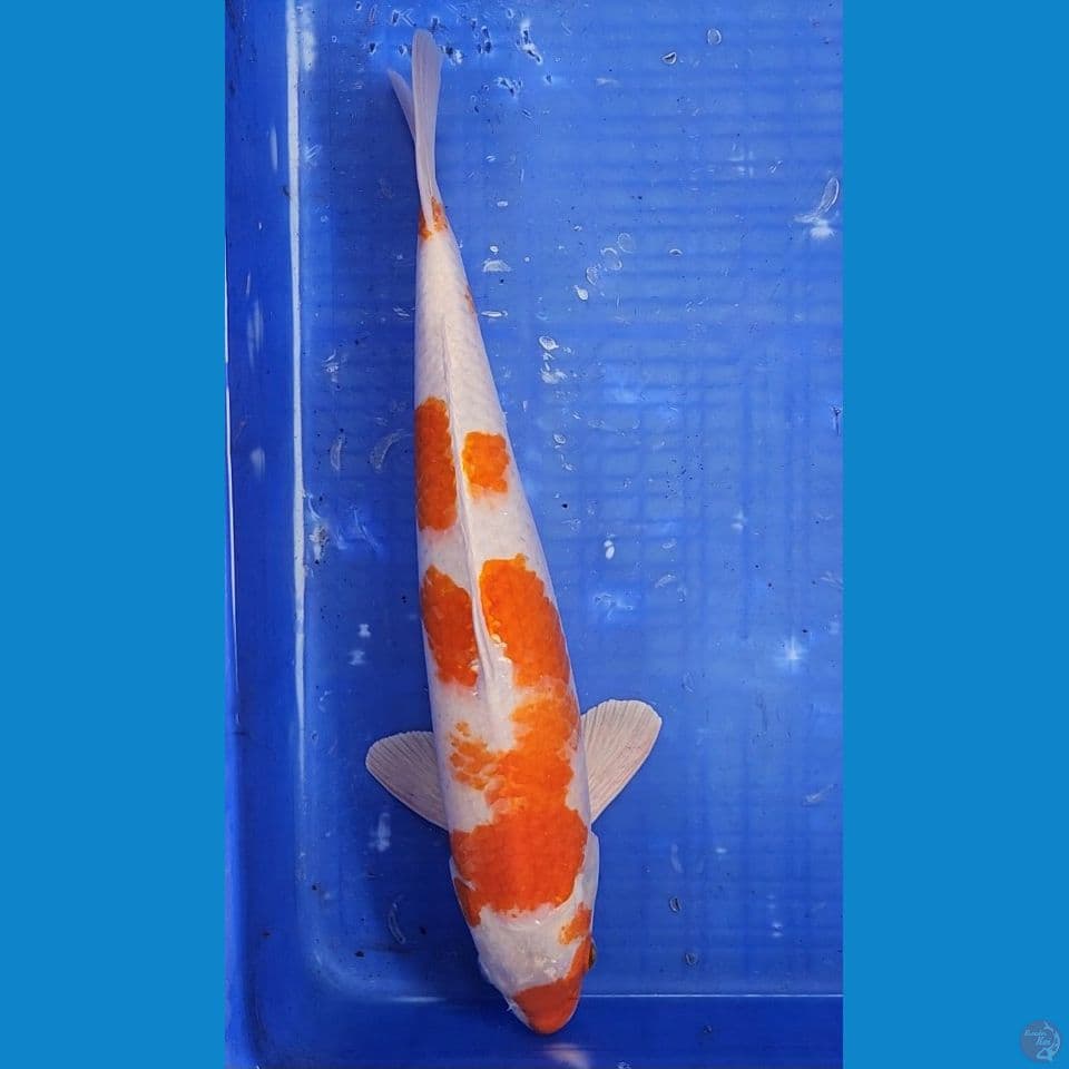 kohaku hikari 40cm