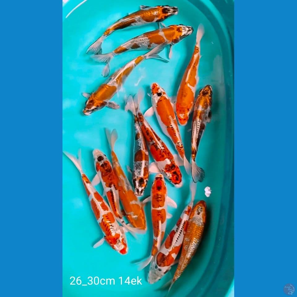 best kawari 26_30cm 14ek
