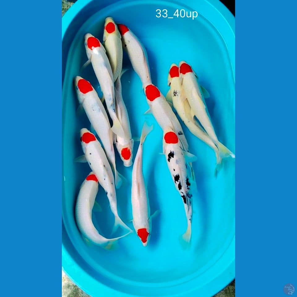tanco ori 33_40up. 12ek
