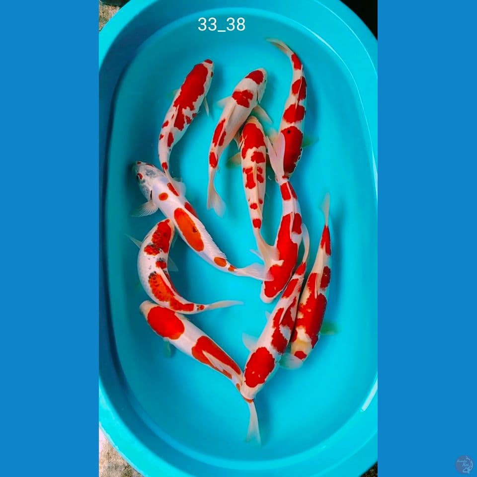 cakep 33_38cm 10ek