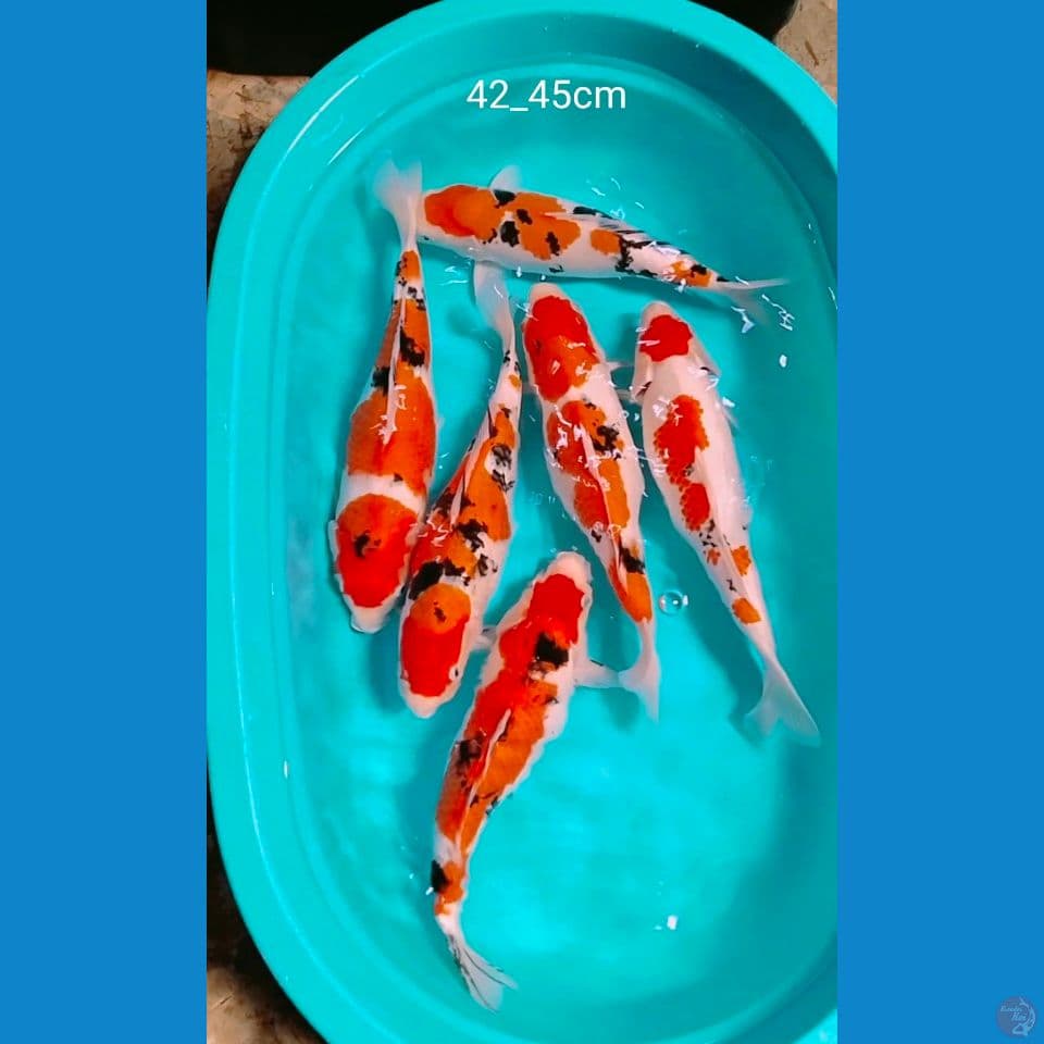 ori 42_46cm