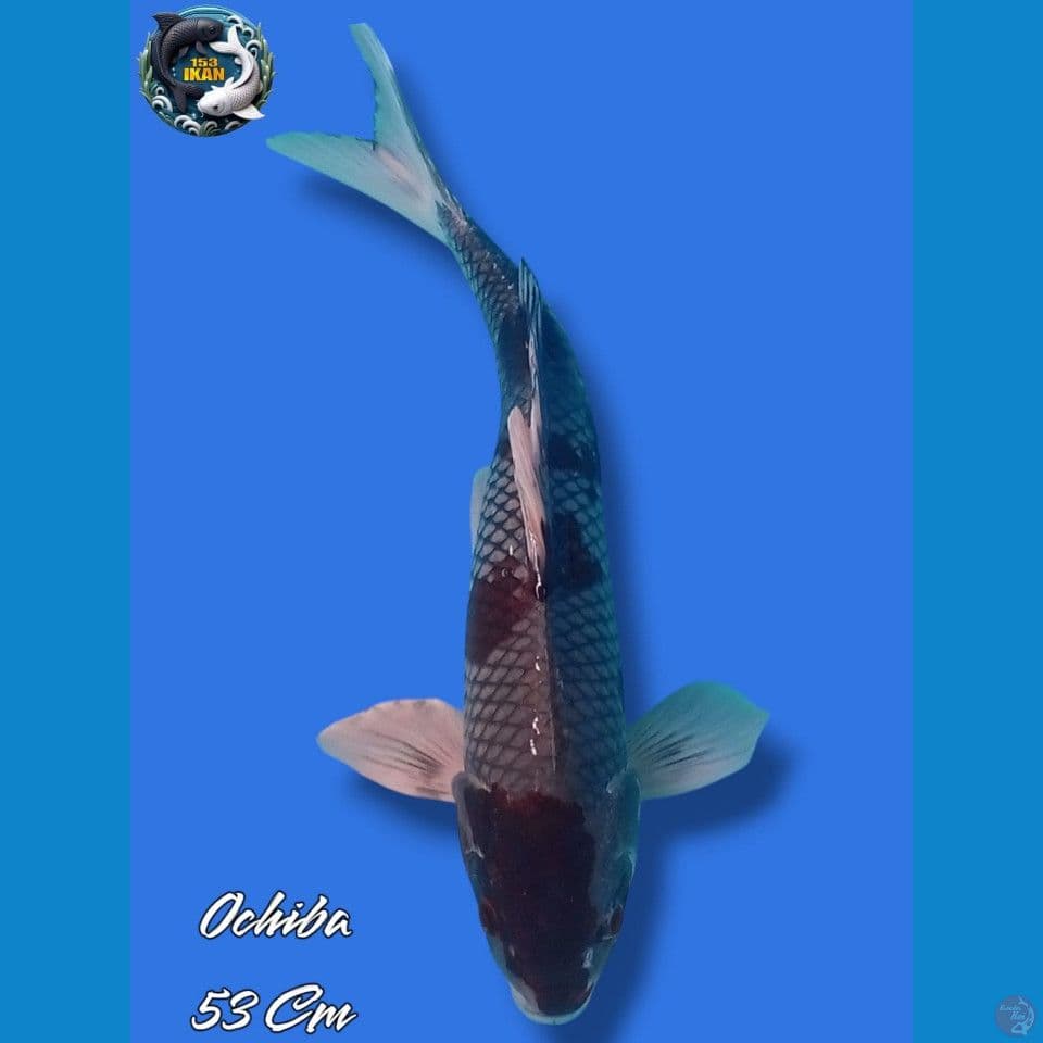 Ohciba