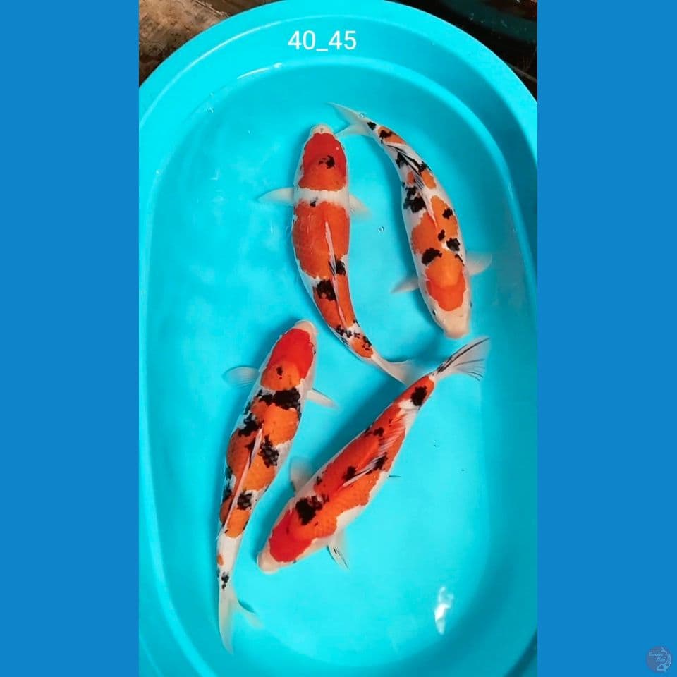 calon induk 40_45cm BL akf