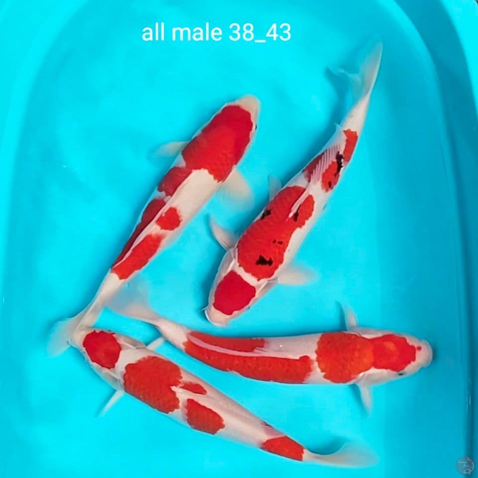 all male ori 38_43cm bl akf