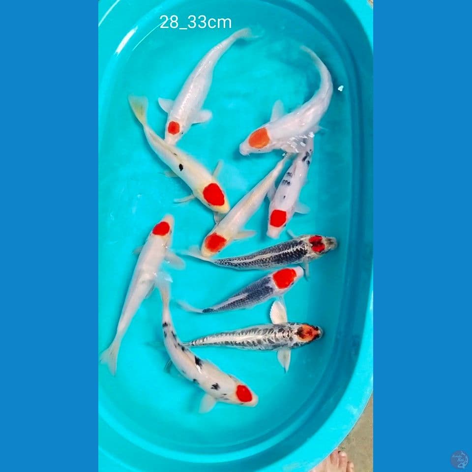 orijinal tc 28_33cm