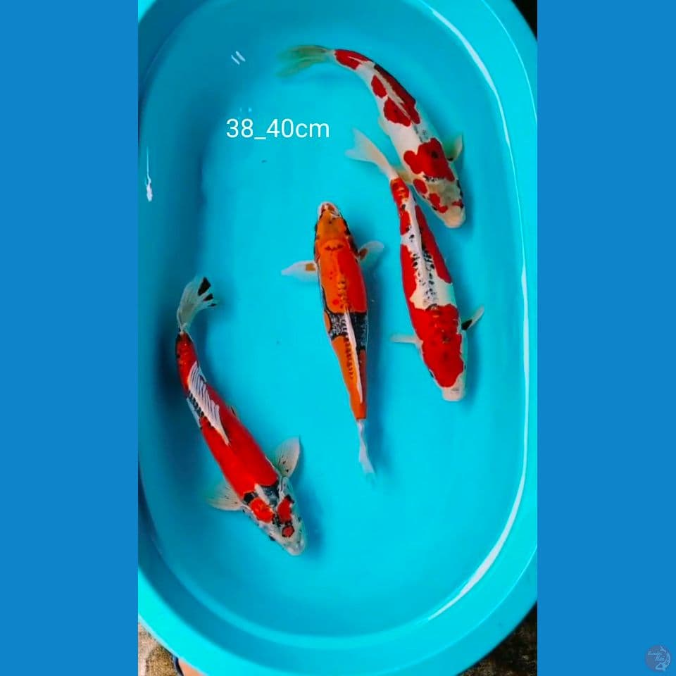 benikiko ori 38_40cm
