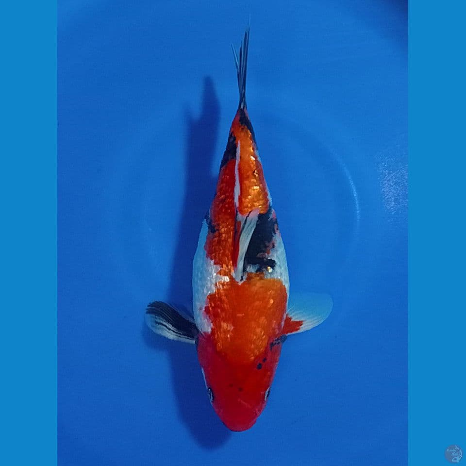 SHOTT BODY 28 CM