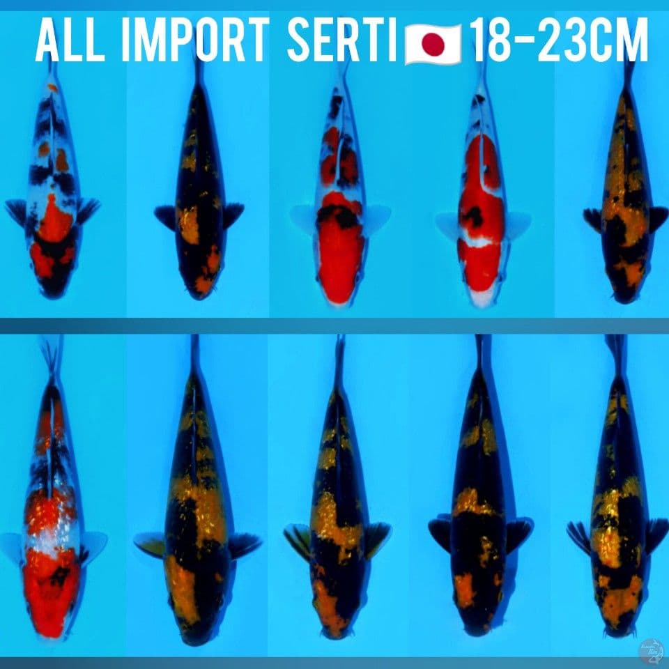 paket mix hiu showa all import 10 ekor