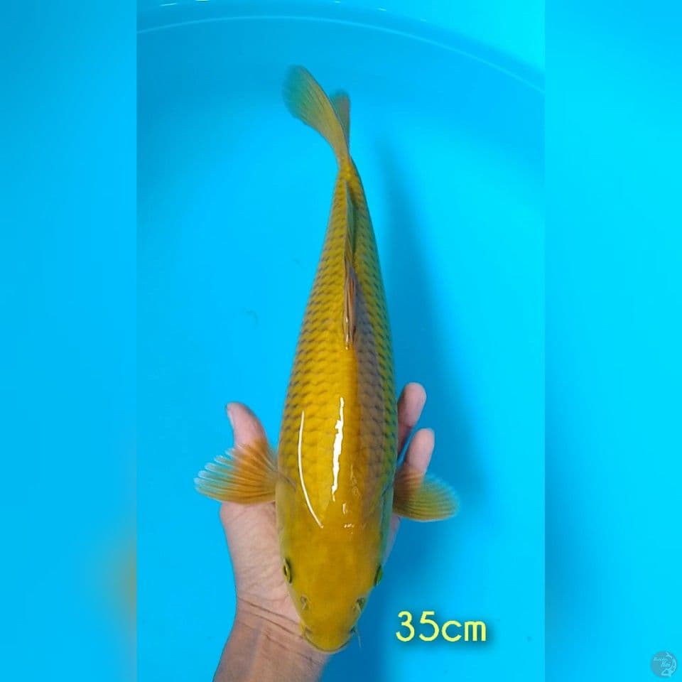 midori bulky 35cm