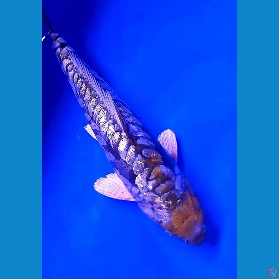 31cm tanco ginrin aragoke