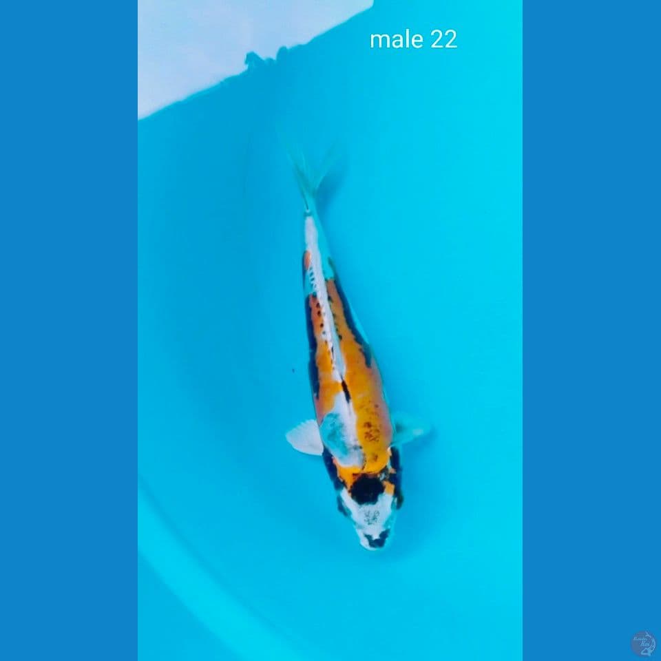 male 22cm