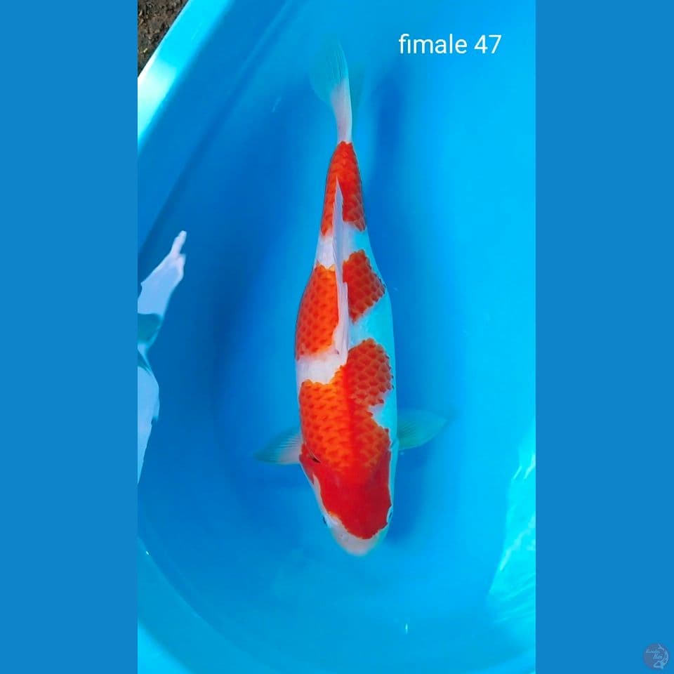 line akf punok fimale ori 47cm