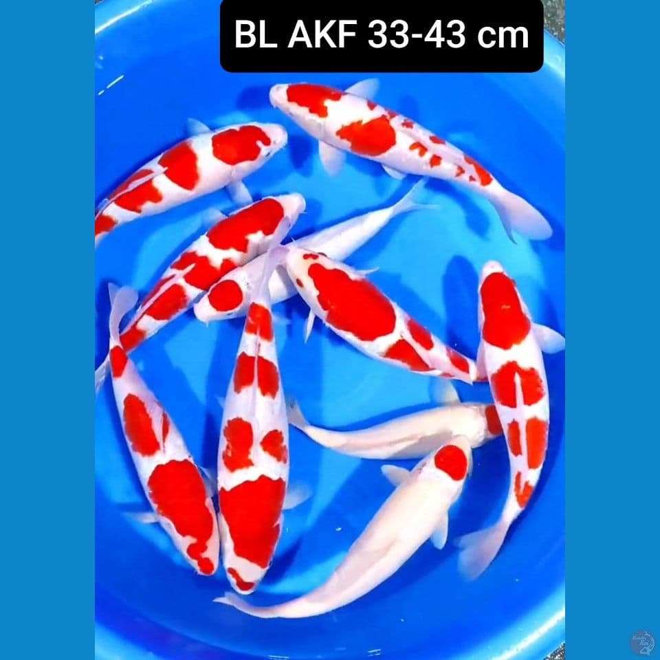 gosanke berpunuk body tebal 33-43 cm