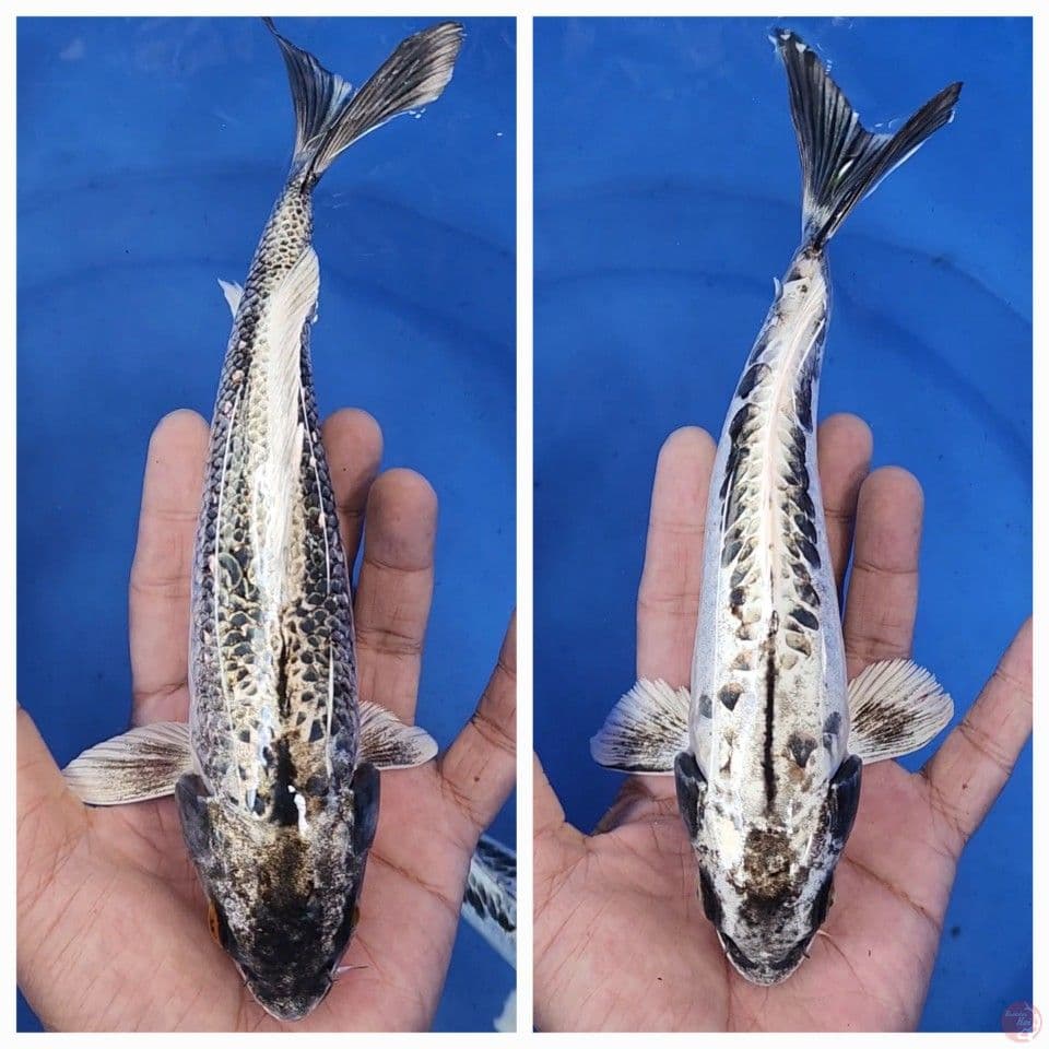 Banana Putih 23-24cm