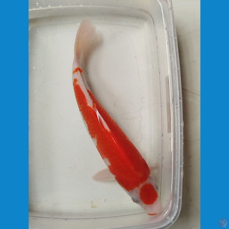 maruten kohaku 25cm