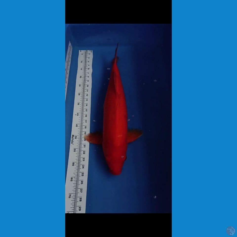 benigoi jumbo 59cm male