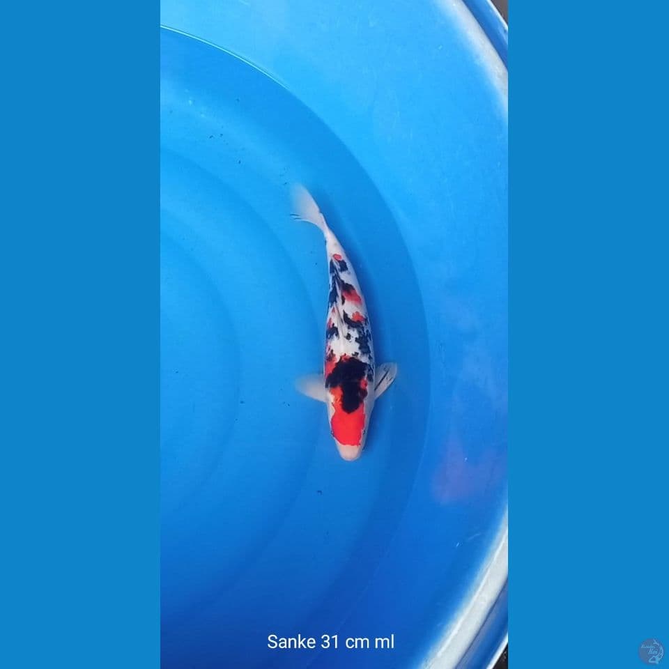 SANKE 31 CM MALE