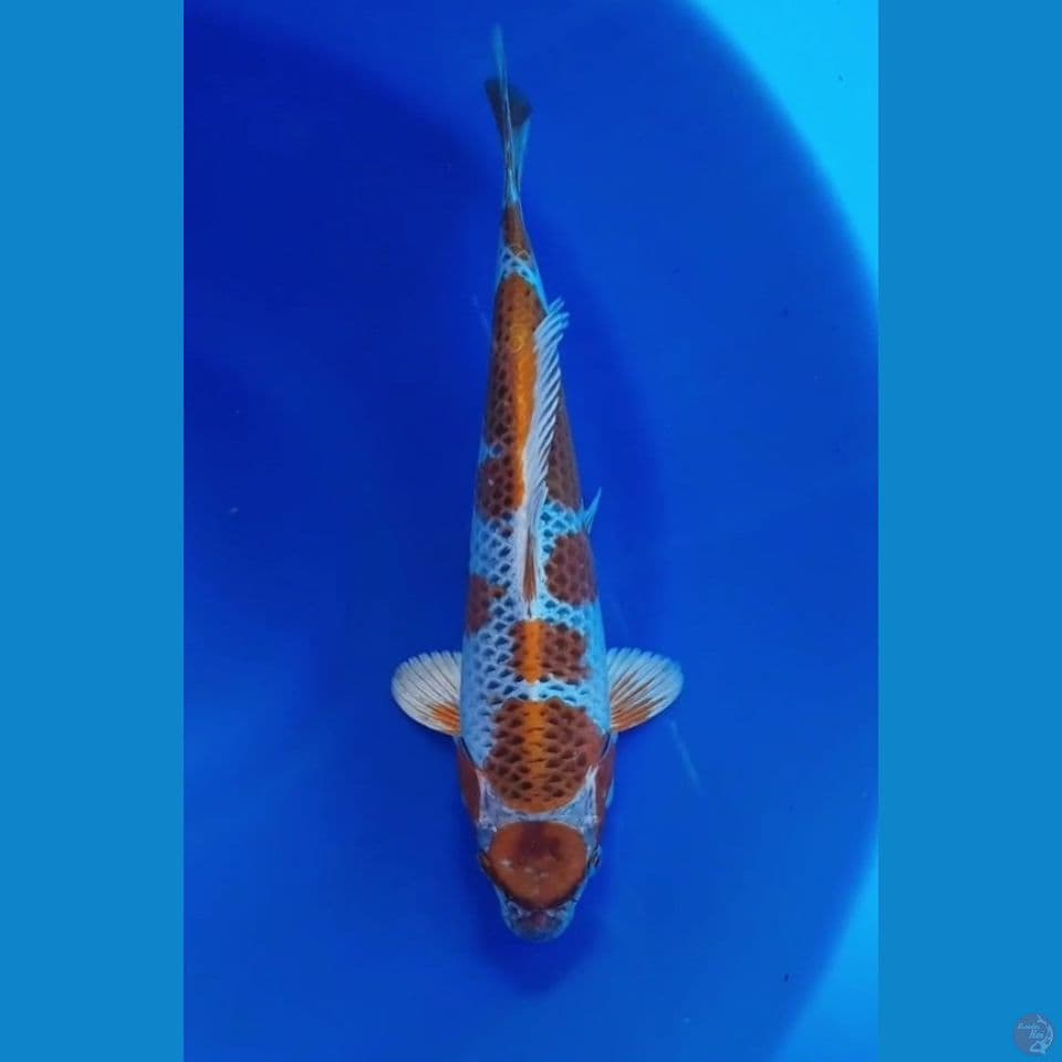 MARUTEN KOJAKU 33cm