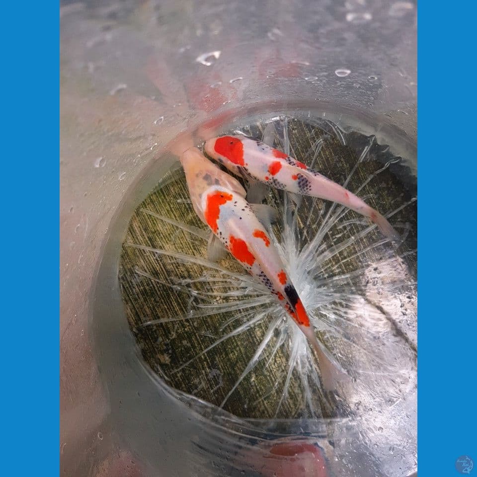 paket 2 ekor showa kualiatas 18-23 cm