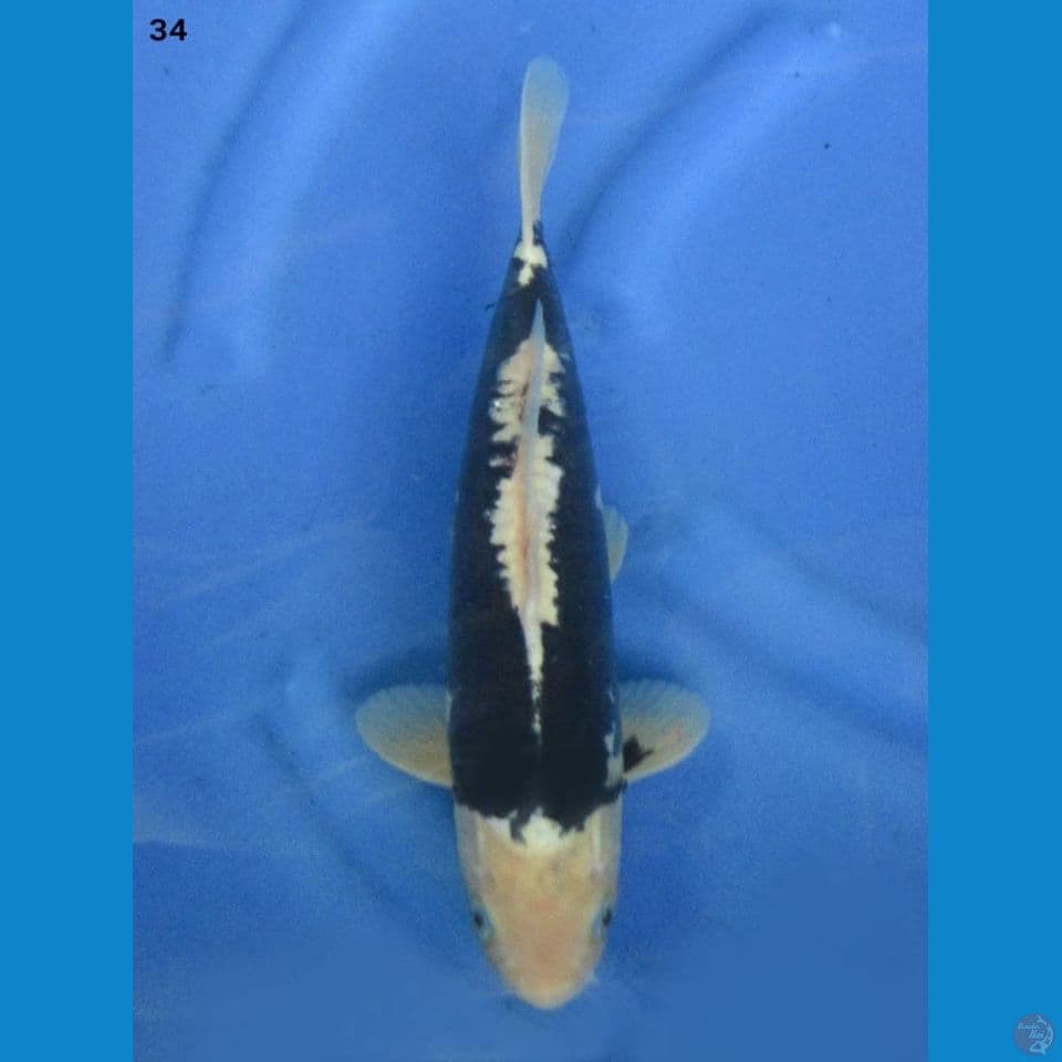34cm male - Kumonryu