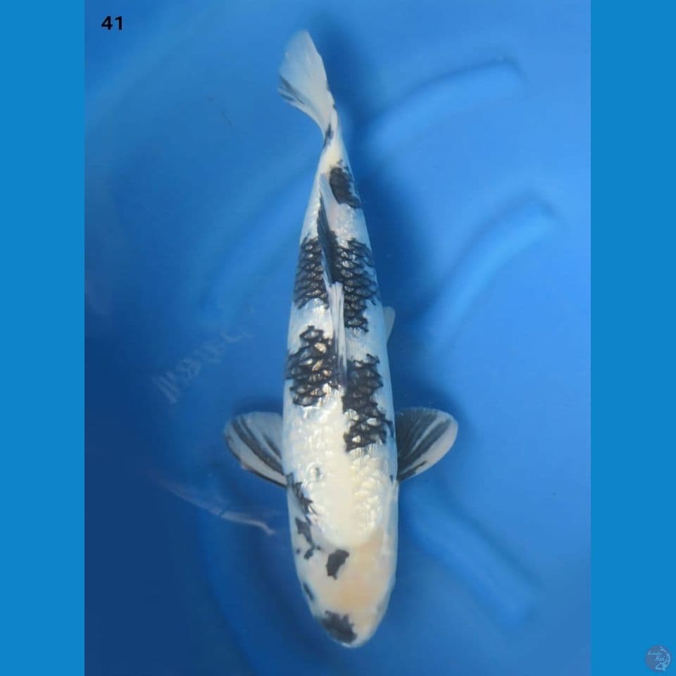 41cm male - Shiro Gindrin Jumbo