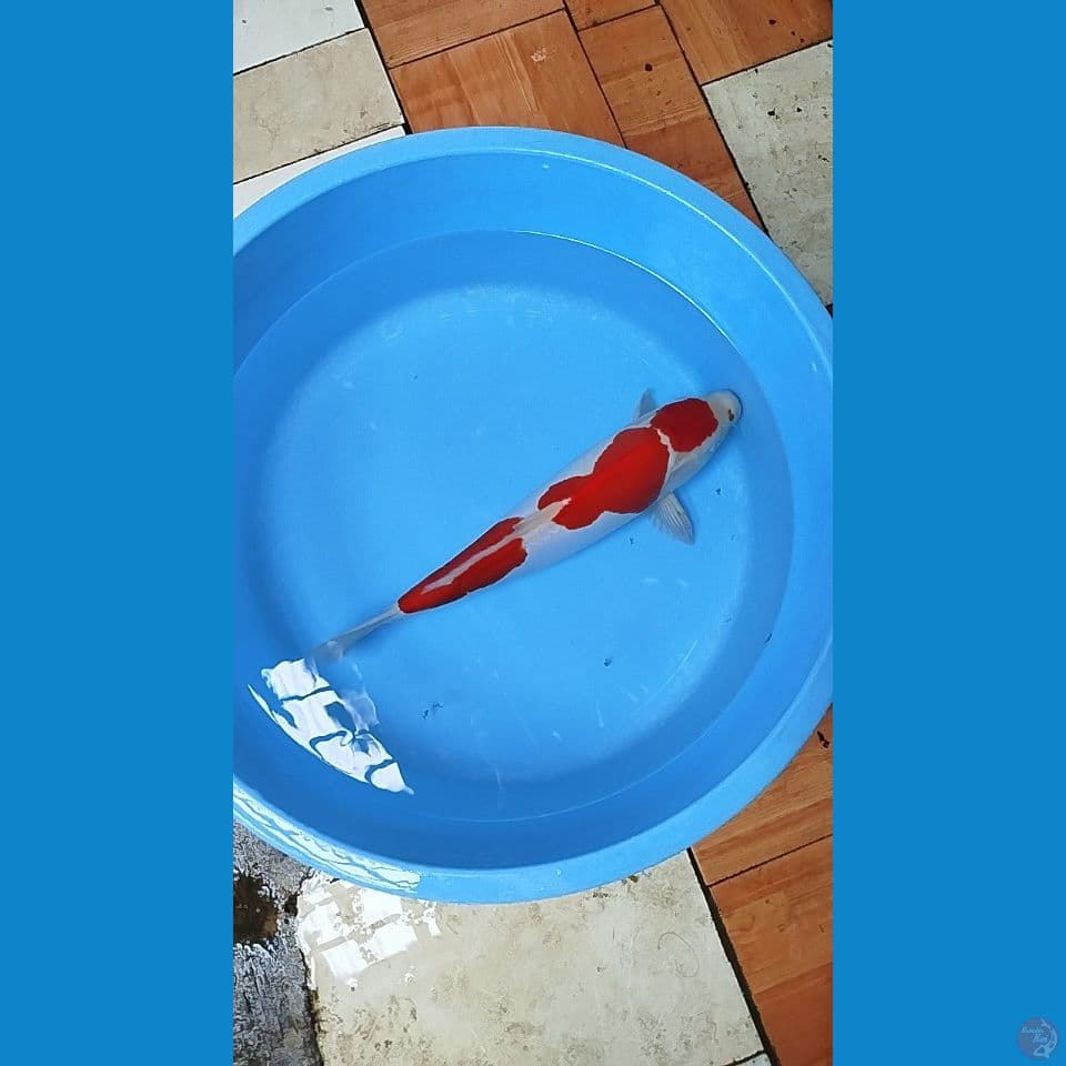maruten kohaku doitsu murni 47 cm