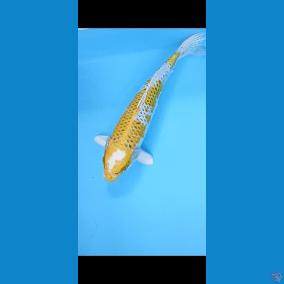hariwake