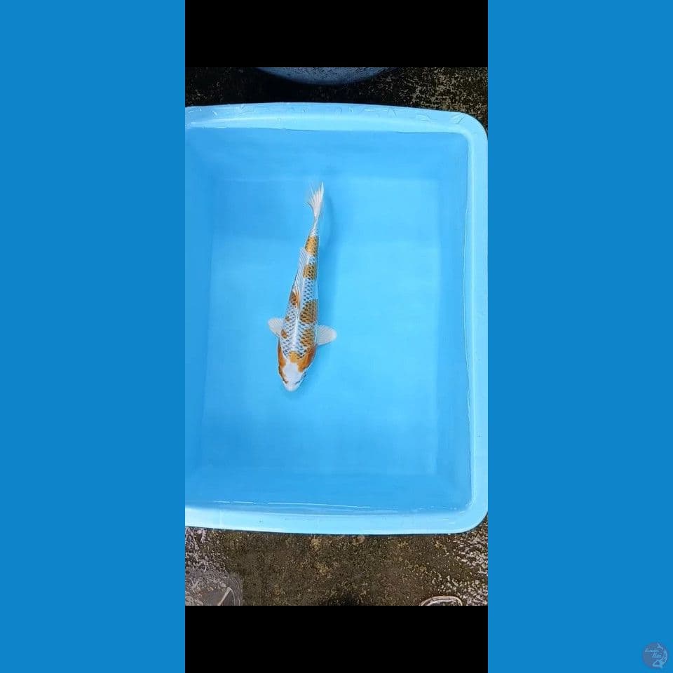 hariwake