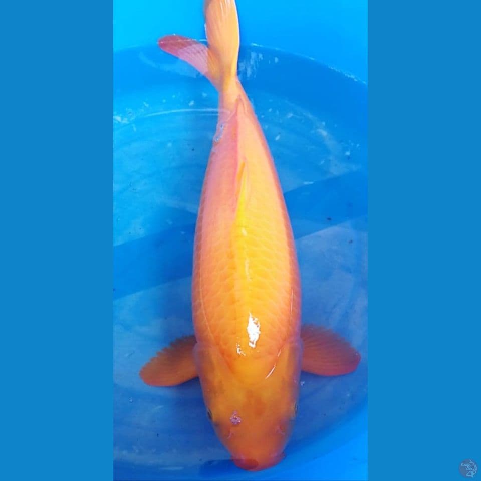 karasi jumbo 53cm
