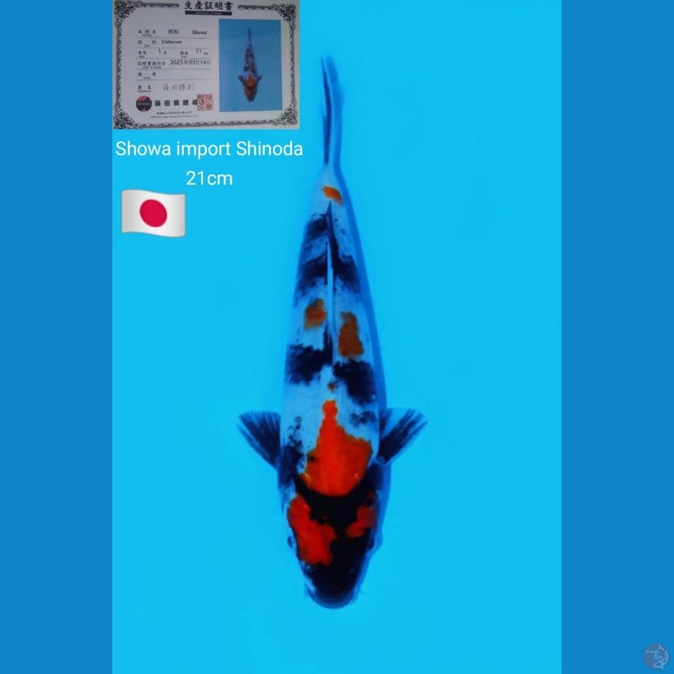 showa import Shinoda 21cm
