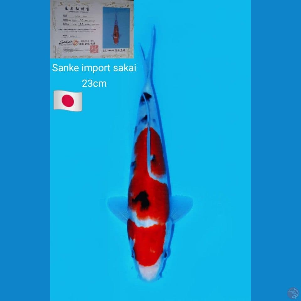 sanke import sakai 23cm