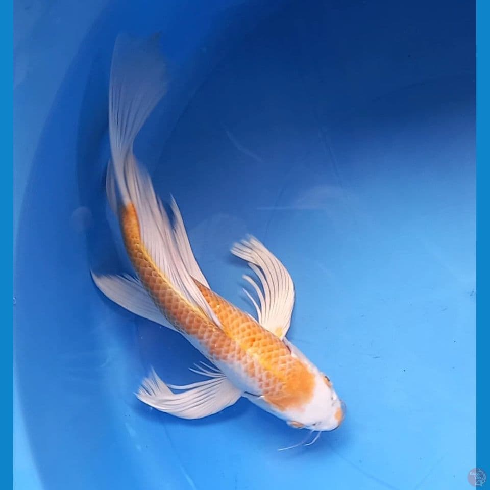 HARIWAKE 31CM