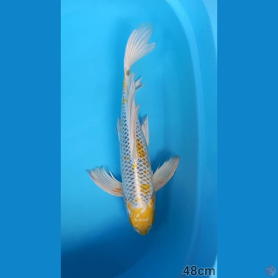 YELLOW KUJAKU 48CM