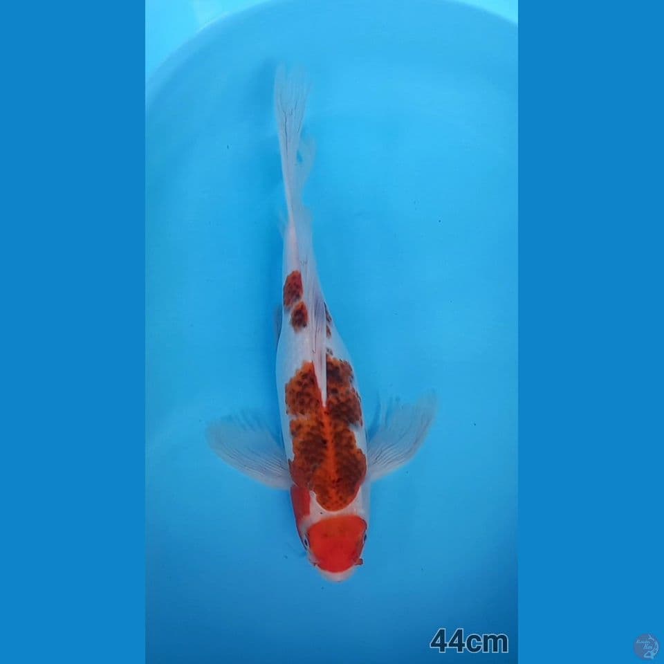 MARUTEN AIGOROMO 44CM