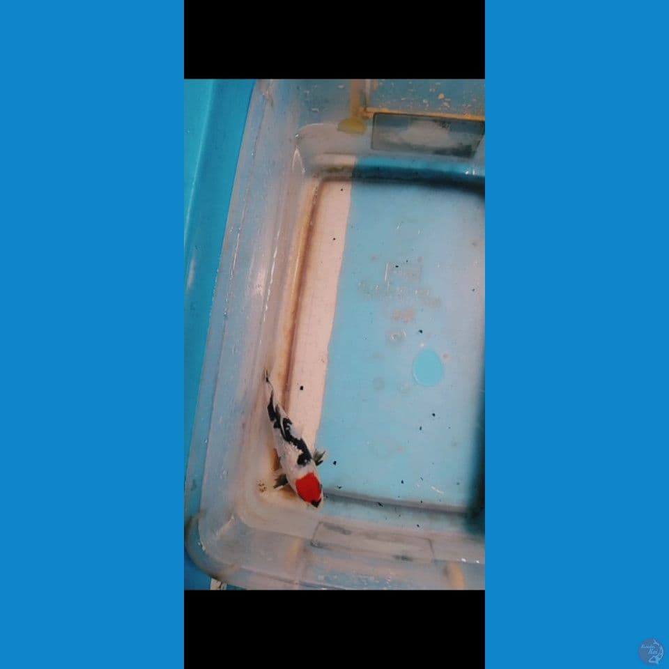 tanco Showa motogoro bahan cantik