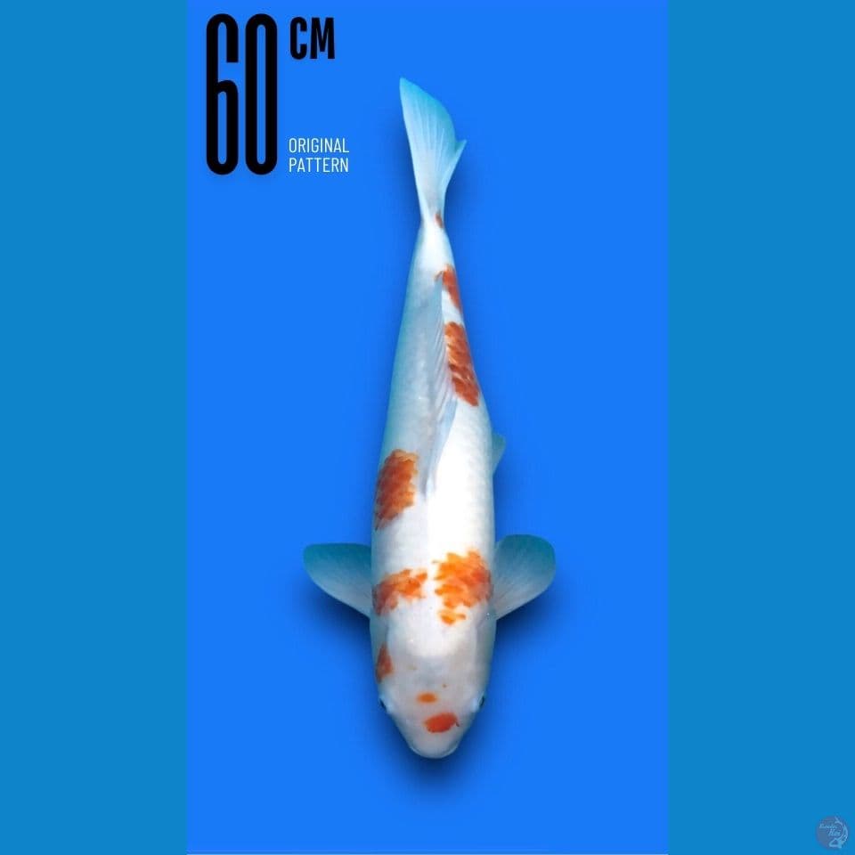 Ai Goromo 60cm