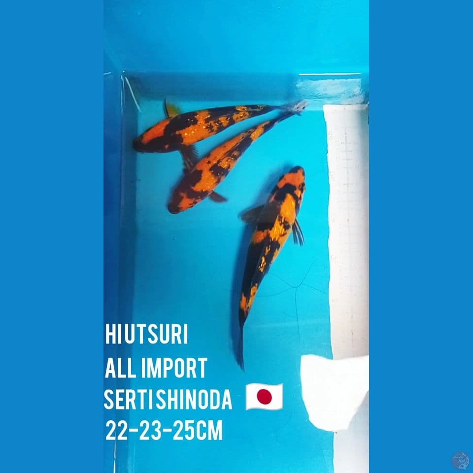 hiutsuri paket 3 ekor all import serti shinoda ????????